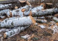 The birch tree is felled in spring Royalty Free Stock Photo