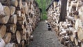 Birch tree firewood stack background Royalty Free Stock Photo