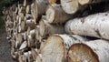 Birch tree firewood stack background Royalty Free Stock Photo
