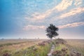 Birch tree on flowering heathland at sunrise