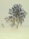 Birch tree in fog