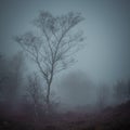 Birch Tree in the Fog