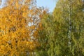 Birch tree and foliage in autumn colors