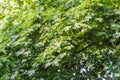 Birch tree foliage in morning light with sunlight. Royalty Free Stock Photo