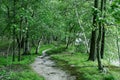 Birch Tree Forest Royalty Free Stock Photo