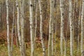 Birch tree forest in Autumn in Assiniboine Forest, Winnipeg, Manitoba