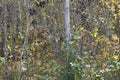 Birch tree forest in Autumn in Assiniboine Forest, Winnipeg, Manitoba