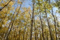 Birch tree forest in Autumn in Assiniboine Forest, Winnipeg, Manitoba