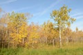 Birch tree forest in Autumn in Assiniboine Forest, Winnipeg, Manitoba