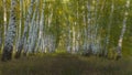 Birch tree forest in autumn background. Autumn birch tree forest landscape Royalty Free Stock Photo