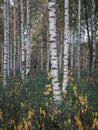 Birch tree forest of Tiveden National Park in Sweden