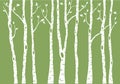 Birch tree forest, vector background illustration Royalty Free Stock Photo