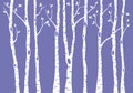 Birch tree forest, vector background illustration Royalty Free Stock Photo