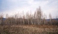 Birch tree forest Royalty Free Stock Photo