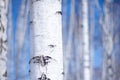 Birch tree forest, the environmental backgr Royalty Free Stock Photo