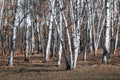 Birch tree forest in the fall