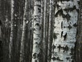 Birch tree forest Royalty Free Stock Photo