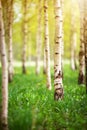 Birch tree forest in morning Royalty Free Stock Photo