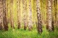 Birch tree forest in morning Royalty Free Stock Photo