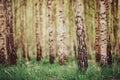 Birch tree forest in morning Royalty Free Stock Photo