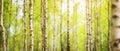 Birch tree forest in morning Royalty Free Stock Photo