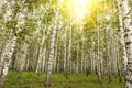 birch tree forest in morning light with sunlight. Birches in rays of the bright yellow sun Royalty Free Stock Photo