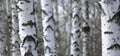 Birch tree forest, natural background, birchwood Royalty Free Stock Photo