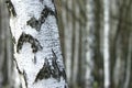 Birch tree forest, natural background, birchwood Royalty Free Stock Photo