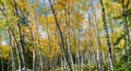 Birch Tree Forest Panorama in Fall Royalty Free Stock Photo