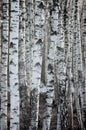 Birch Tree Forest At Spring, Large Detailed Vertical Background Closeup Royalty Free Stock Photo