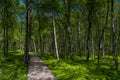 Birch tree forest in spring at a marsh Royalty Free Stock Photo