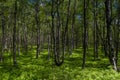 Birch tree forest in spring at a marsh Royalty Free Stock Photo