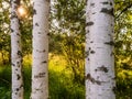 Birch tree forest on a warm sunny summer day. Nature background. Calm and relaxing mood. Sun flare. Soft and airy look