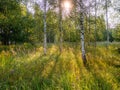 Birch tree forest on a warm sunny summer day. Nature background. Calm and relaxing mood. Sun flare. Soft and airy look