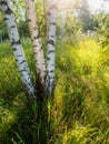 Birch tree forest on a warm sunny summer day. Nature background. Calm and relaxing mood. Sun flare. Soft and airy look