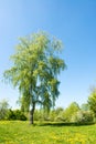 Birch in lush green spring meadow with dandelions Royalty Free Stock Photo