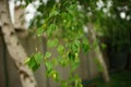 Birch tree with fresh green leaves on the branches close-up. Spring garden. Natural background Royalty Free Stock Photo