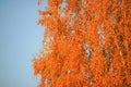 Birch tree with golden autumn leaves on blue sky background in sunny day Royalty Free Stock Photo
