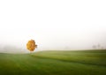 Birch tree on green field Royalty Free Stock Photo