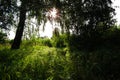 Birch tree and green grass lit by morning sun rays. Summer forest landscape Royalty Free Stock Photo