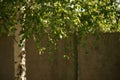 Birch tree with green leaves on the branches closeup. Spring garden. Selective focus. Natural background Royalty Free Stock Photo