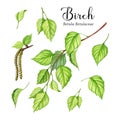 Birch tree green leaves and catkins set. Watercolor realistic illustration. Spring lush birch leaf, branch, catkins