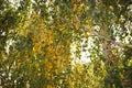 Birch tree with green and yellow leaves on the branches. Autumn garden at sunny day. Selective focus. Natural background Royalty Free Stock Photo