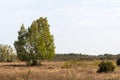 Birch tree group in a wide open landscape Royalty Free Stock Photo