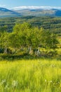 Birch tree grov in mountainous view Royalty Free Stock Photo