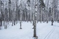 Birch tree grove. Royalty Free Stock Photo
