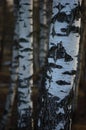 Birch Tree Grove Trunks Bark Closeup Background, Large Detailed Vertical Birches March Landscape Scene, Rural Early Spring Season Royalty Free Stock Photo