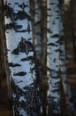 Birch Tree Grove Trunks Bark Closeup Background, Large Detailed Vertical Birches March Landscape Scene, Rural Early Spring Season Royalty Free Stock Photo