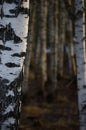 Birch Tree Grove Trunks Bark Closeup Background, Large Detailed Vertical Birches March Landscape Scene, Rural Early Spring Season