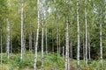 Birch tree grove with white trunks